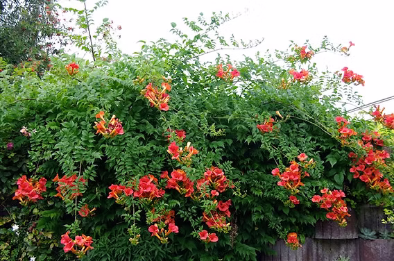 Tres enredaderas floridas para un jardín colorido