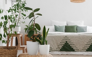 Plantas nocturnas para un dormitorio elegante y relajante