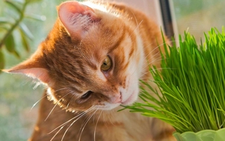 Estudio reveló por qué los gatos comen plantas