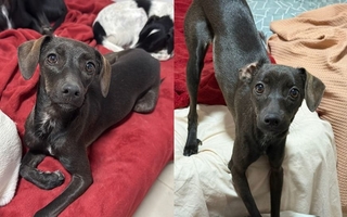 Un joven ofrece una recompensa millonaria por 'Marrona', su perrita 