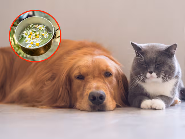 Eliminar pulgas y garrapatas con dos ingredientes naturales