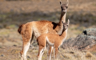 Operativo de fauna en Calingasta: la UNSJ encabezará el censo de guanacos