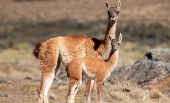 Operativo de fauna en Calingasta: la UNSJ encabezará el censo de guanacos