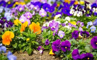 Tres flores ideales para sembrar en septiembre que florecen rápido