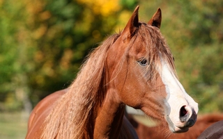 En el Día del Caballo, un total de 58 equinos fueron rescatados en San Juan