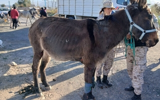 Imputaron a un hombre por maltrato animal tras secuestrar mulares con heridas sangrantes