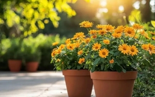 Tres flores ideales para plantar en octubre y llenar de color tu jardín