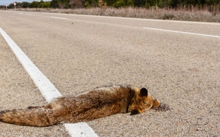 Zorros, aves y serpientes: las especies más atropelladas en rutas de San Juan
