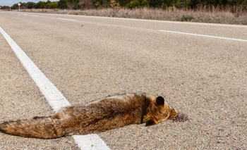 Zorros, aves y serpientes: las especies más atropelladas en rutas de San Juan