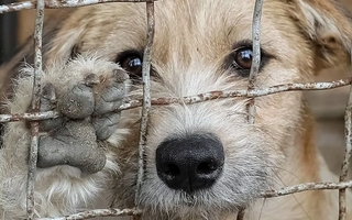Conciencia: dictarán una charla gratis sobre derecho jurídico de animales