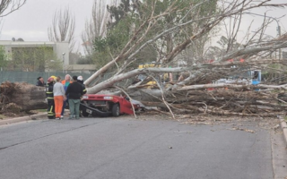Una mujer murió aplastada por un árbol que cayó sobre su auto tras el fuerte viento Zonda 