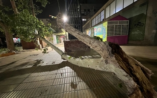 Por las fuertes ráfagas del viento, parte de un árbol se desprendió en pleno centro de San Juan 