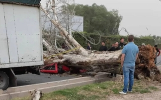 Quién era la mujer que murió aplastada por un árbol en Maipú