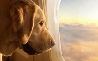 Cobrarán un impuesto a turistas con mascotas para cubrir gastos de limpieza