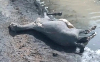Grave incendio en Calingasta que dejó 40 animales muertos y preocupa a la comunidad
