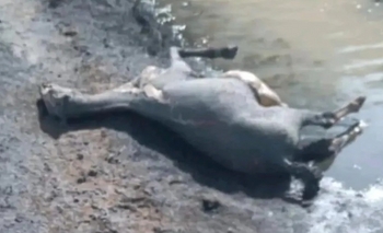 Grave incendio en Calingasta que dejó 40 animales muertos y preocupa a la comunidad