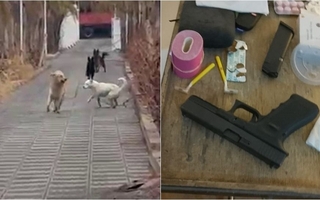 Ponen en duda la investigación del caso en el que un perro murió y su dueño amenazó de muerte a menores