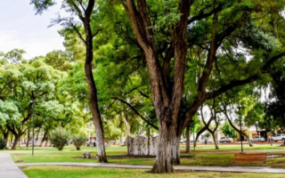 Conocé los árboles ideales para dar sombra en el verano sanjuanino
