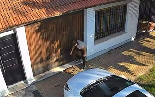 Indignación por un adolescente que le pisó la cabeza a un gato