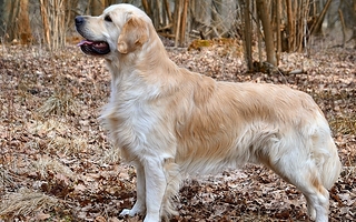 Dijo que el perro del vecino lo quiso morder y lo mató a tiros: fue detenido