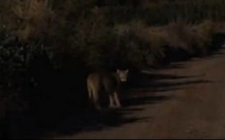 Vecinos de Jáchal denunciaron que un puma merodea cerca de una escuela