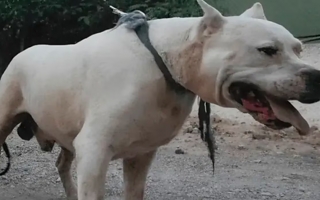Una nena de 2 años murió tras ser atacada por dos dogos de su tío