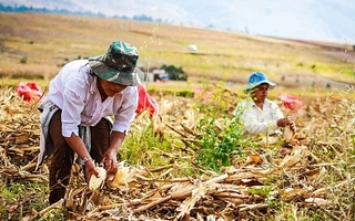 UATRE advierte por 120 mil empleos rurales en riesgo