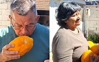 ¡Casi un kilo!: Los limones gigantes que crecen en casa de una familia en Sarmiento