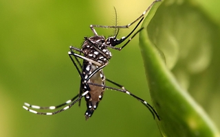 El Niño traerá más lluvias y Salud se mantiene en alerta por el dengue