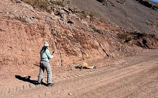 Cómo será el operativo de rescate para los guanacos aislados en la cordillera