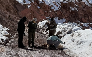 Investigan la muerte de 300 guanacos en la cordillera sanjuanina