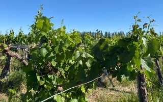 Nación lanzó recomendaciones para el campo ante el impacto de El Niño
