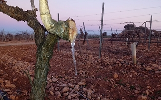 La emergencia agropecuaria podría declararse por departamentos