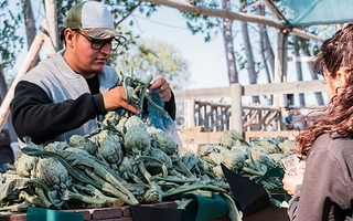 Más de 10 productores, gastronomía y capacitación en la Fiesta del Espárrago 2026