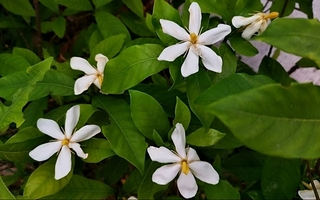Las cuatro flores que se pueden sembrar en septiembre para perfumar el jardín