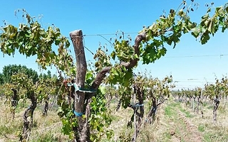 Productores pequeños podrán acceder a subsidios por daños climáticos