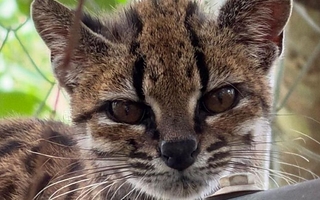 Descubren en Bolivia una nueva especie de gato silvestre