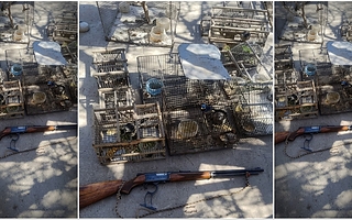 Secuestraron más de 20 aves y un arma durante un allanamiento