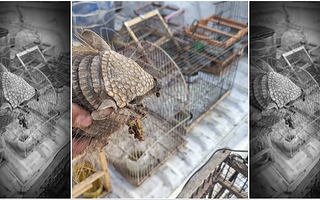 Vendía animales silvestres por WhatsApp y terminó detenido