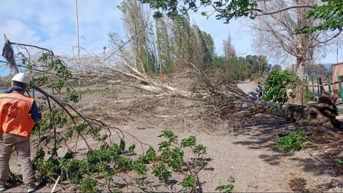 Las fuertes ráfagas de viento causaron caída de árboles y postes en Chimbas