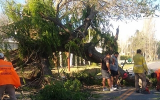 Chimbas trabaja para retirar un árbol que dejó bloqueada Av. Benavídez