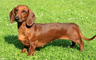 Indignación: imputaron a un hombre que ahorcó y pateó a su perro salchicha