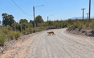 Avistan un puma cerca de las viviendas