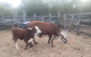 Robaron 11 vacas y 4 caballos de dos puestos rurales de San Carlos