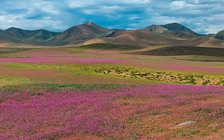 El Niño transforma el desierto de Atacama en campo florido