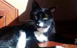Rescataron a una gata que había sido robada de un hostal