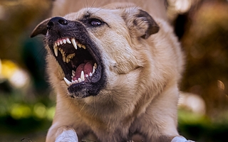 Un perro en Angaco mordió la cara de una nena y el dueño pagará $700.000
