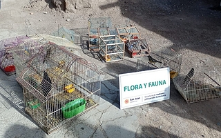 Ambiente recuperó 28 aves silvestres del cautiverio 