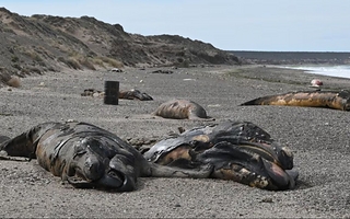 Alarma en Chubut por una inusual muerte de ballenatos