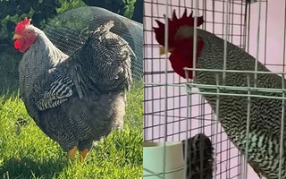 El gallo que sorprendió a todos y fue vendido por más de $3.000.000